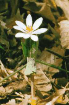 Bloodroot