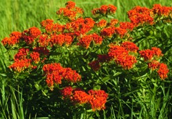 Butterfly-Weed