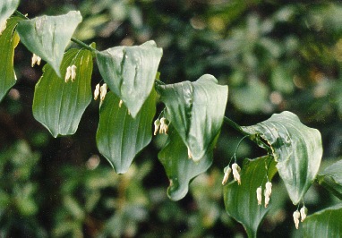 Solomon's Seal