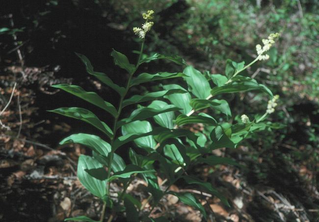 Solomon's Seal False